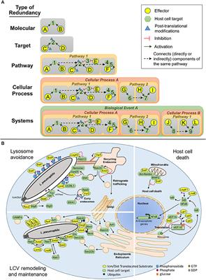 Beyond Paralogs: The Multiple Layers of Redundancy in Bacterial Pathogenesis